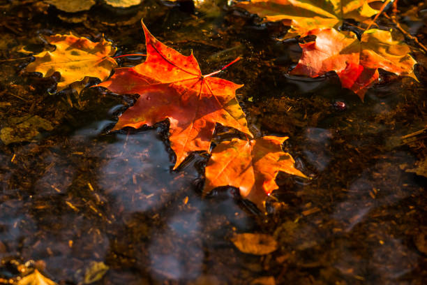 istock maple leaf in water, floating autumn maple leaf. Colorful leaves in puddle. Selective focus. Sunny autumn day. Autumn concept. Hello september, october 979840348