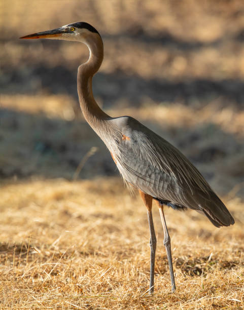 istock Great blue heron, seen in the wild in a North California marsh 979842664