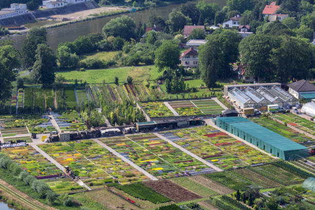 istock Small flower field from lookout Rivnac, florist industry 979856640