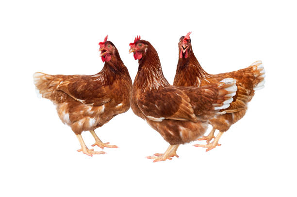 istock Brown hen isolated on white background, Chicken isolated on white. 979857988