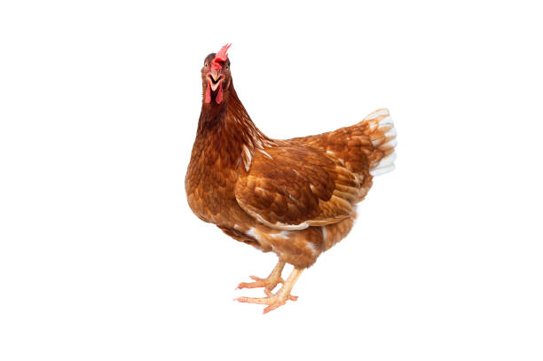 istock Brown hen isolated on white background, Chicken isolated on white. 979857994