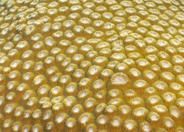 Coral reefs are the one of earths most complex ecosystems, containing over 800 species of corals and one million animal and plant species. Here we see an extreme close up of a shallow coral reef consisting of hard moon coral (Favia).  75% of the worlds coral reefs are now classed as 'Threatened,' with 60% of most reefs having local damage from anchors, overfishing, coral bleaching, disease and pollution.