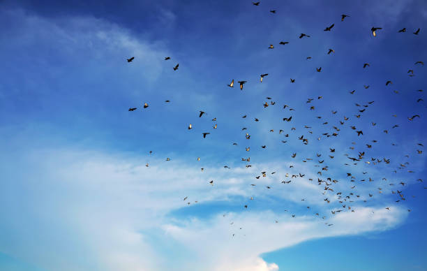 istock Motion of flying birds. 979869748