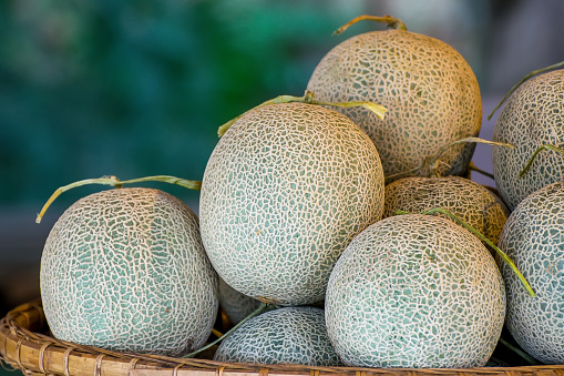 Melon,melon in the farm nontoxic and organic fruits.