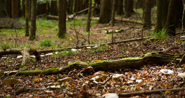 istock Fallen log lying among leaves on the forest floor 979873892