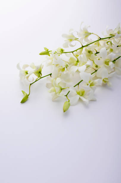 istock image of a white orchid 979878502