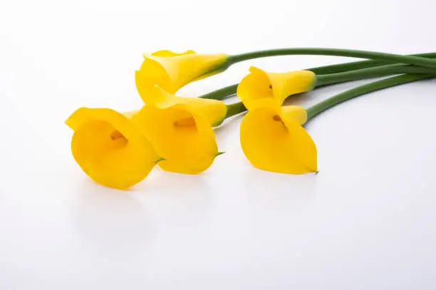Photo of yellow calla lily