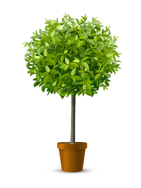 tree in flowerpot Vector realistic tree in a flowerpot. Houseplant for home or office interior decoration. Isolated on white background topiary stock illustrations
