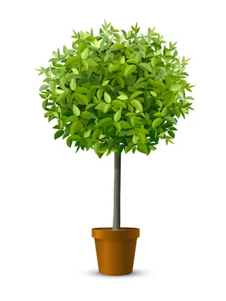 Vector illustration of tree in flowerpot