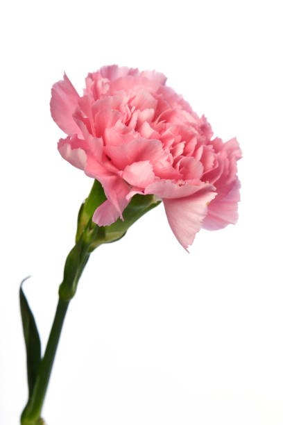 istock Pink carnation flower on white background 979885380