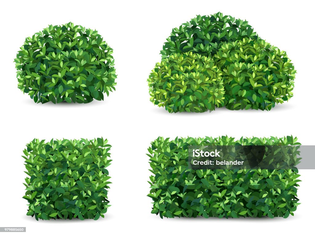 vector bush set Vector bush in different forms. An ornamental plant shrub for the design of a park, a garden or a green fence. Bush stock vector