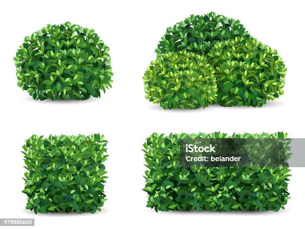 Vector Bush Set Stock Illustration - Download Image Now - Bush, Hedge, Vector