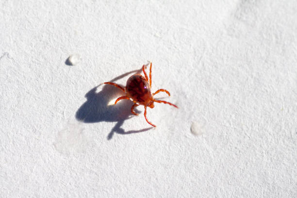 A dangerous parasite and infection carrier mite A true ixodid mite blood sucking parasite carrying the acarid disease sits on a white sheet of paper deer tick arachnid photos stock pictures, royalty-free photos & images