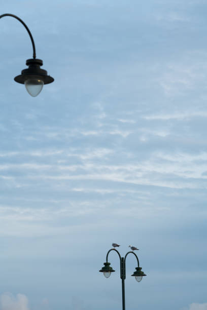istock Seagulls sitting on a streetlamp 979890426