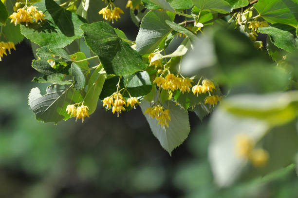Fresh Tilia flowers in spring Tilia tree in full bloom tilia cordata stock pictures, royalty-free photos & images