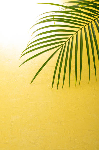 istock leaf of the palm 979905252