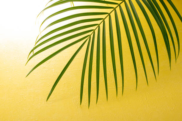 istock leaf of the palm 979906370