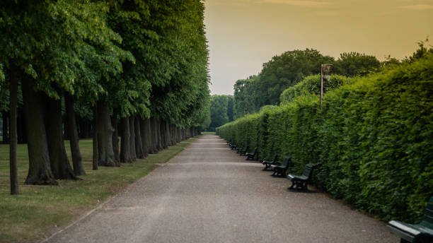istock Tall trees along the footpath in park. Hannover Germany 979907216