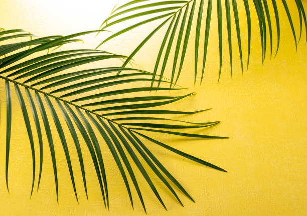 istock leaf of the palm 979907578