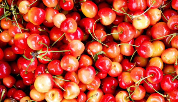 istock Cherries from the home garden 979913046