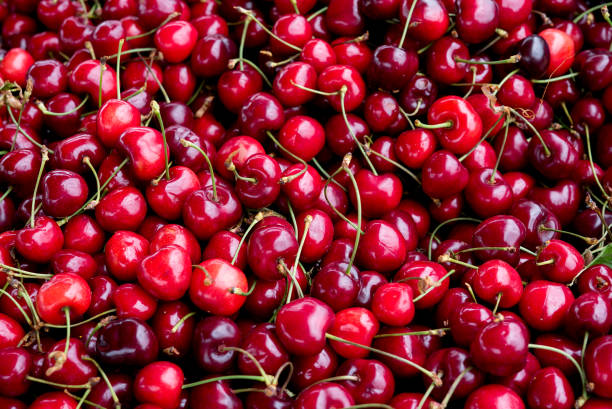 istock Cherries from the home garden 979914776