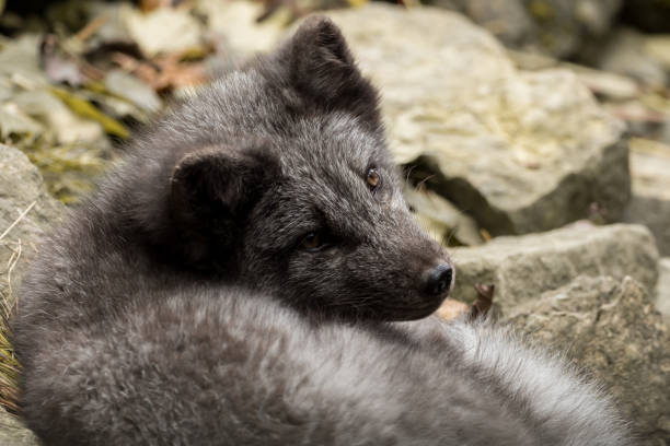 istock A young polar fox rests on a rock 979917352