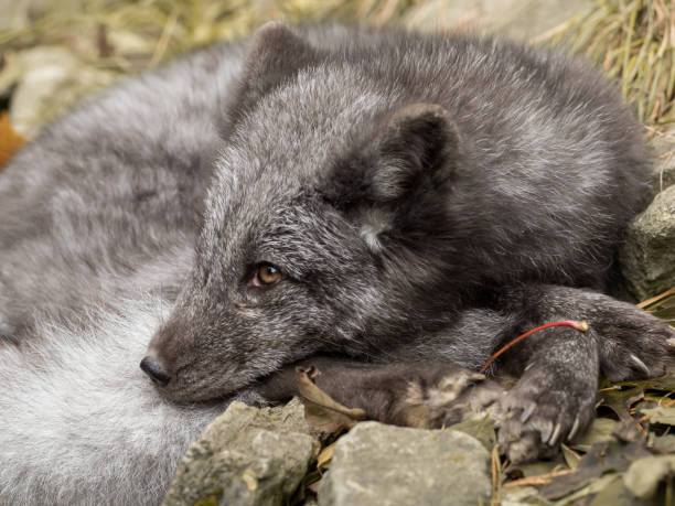 istock A young polar fox rests on a rock 979920228