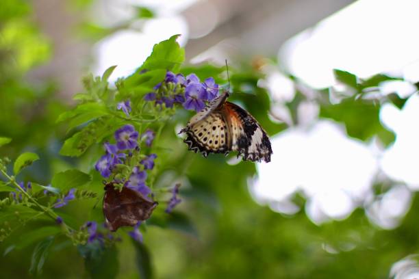 istock Denver Butterfly Pavilion 979920682