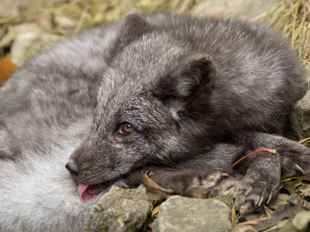 istock A young polar fox rests on a rock 979920776