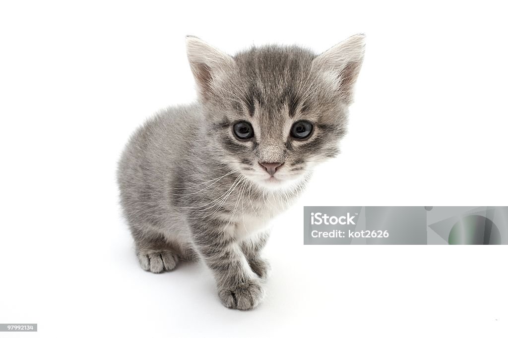 kitten  Animal Stock Photo