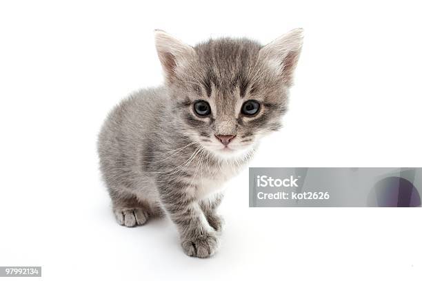 Kitten Stock Photo - Download Image Now - Animal, Beauty, Color Image