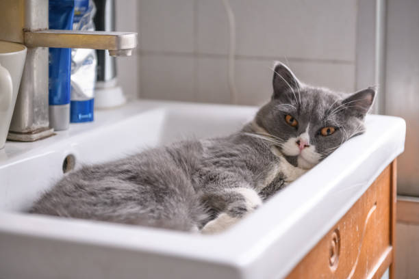 istock British short hair cat sleeps in wash basin 979921888