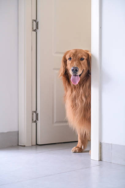 istock Lovely golden Retriever. 979921918