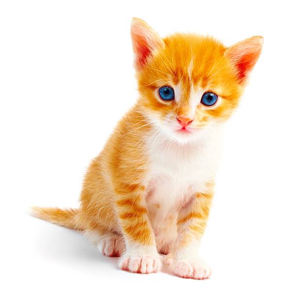 A small ginger kitten on its own stock photo