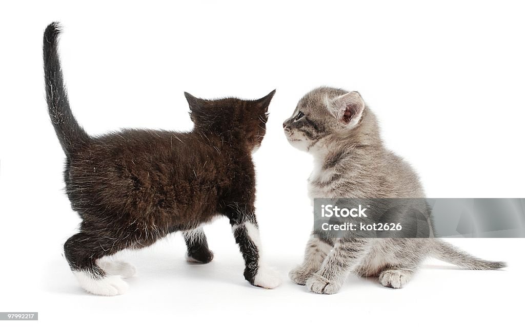 kittens - Foto de stock de Animal libre de derechos