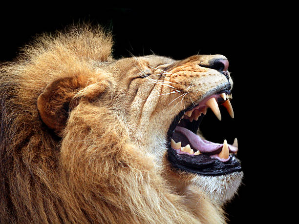 león grande que muestra que es la habitación con cama king (con enfoque en los dientes - dientes de animal fotografías e imágenes de stock