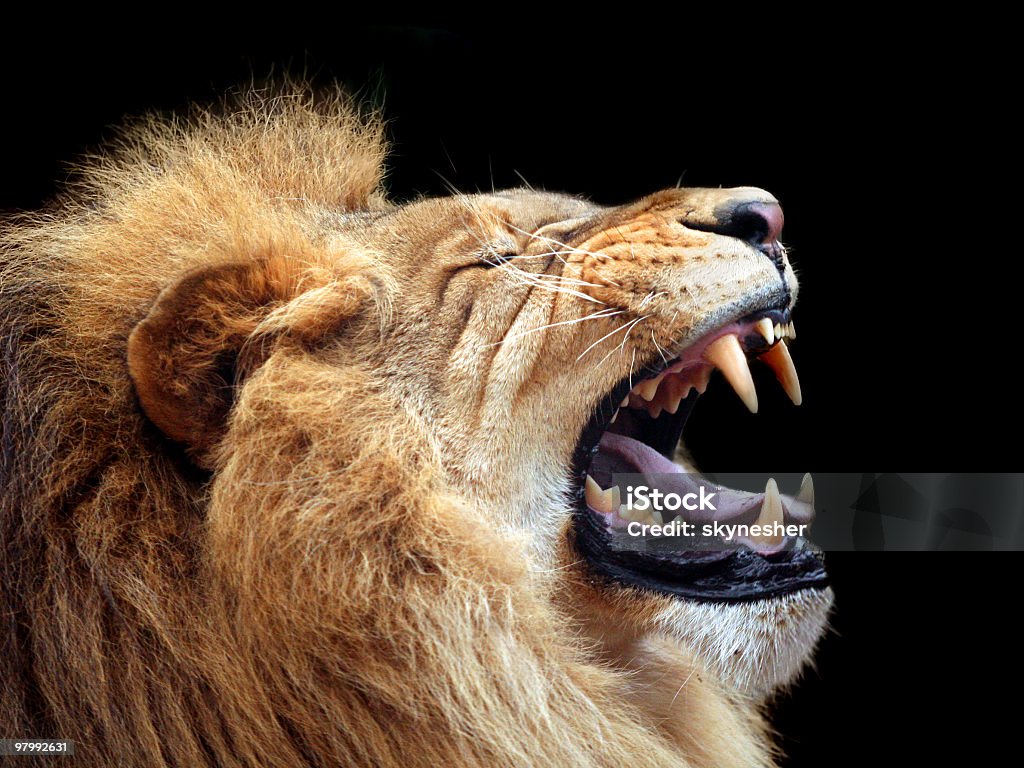 Big lion showing who is the king (focus on teeth)  Lion - Feline Stock Photo