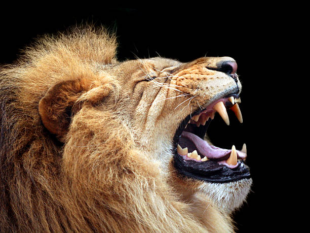 Big lion showing who is the king (focus on teeth)  roaring stock pictures, royalty-free photos & images