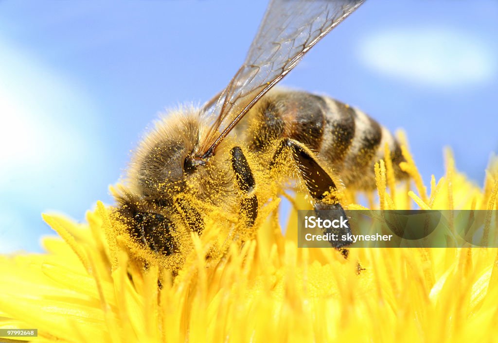 Miele ape raccogliere - Foto stock royalty-free di Ape