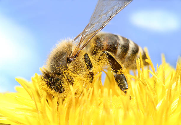 miele ape raccogliere - impollinazione foto e immagini stock