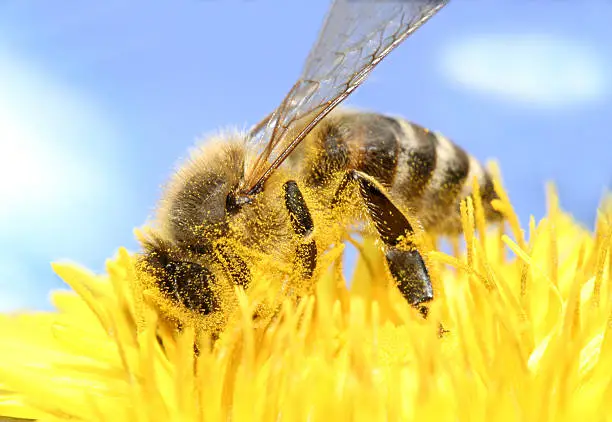 Photo of Bee collecting honey
