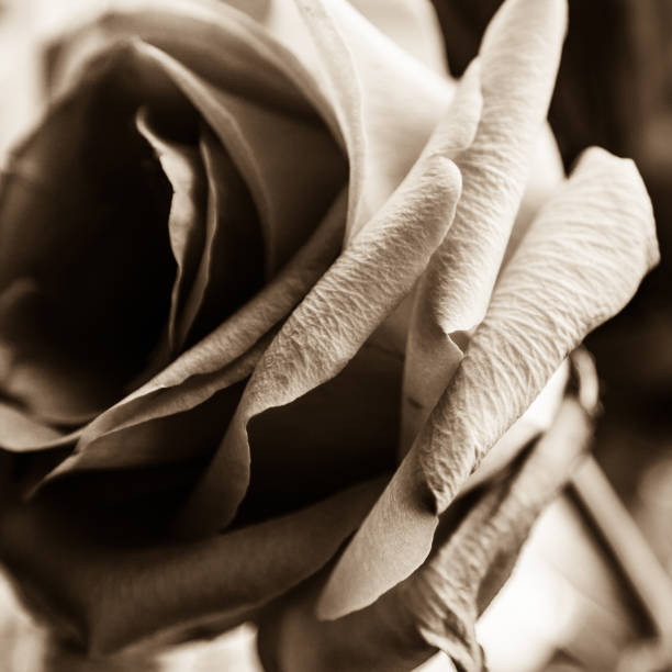 Close-up of red rose with red ribbon accent.
