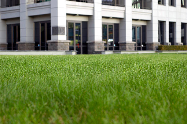 istock Green office space, focus is on the grass 97992678