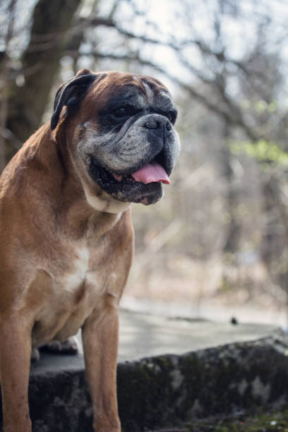 istock Close up on boxer dog head. 979926998