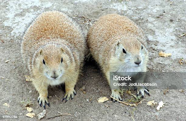 Great Pair Of Praire Dogs Stockfoto en meer beelden van Dier - Dier, Dieren in het Wild, Fotografie