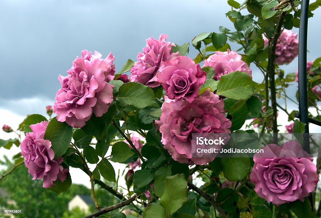 Angel  Face Climbing Rose  Rose - Flower Stock Photo