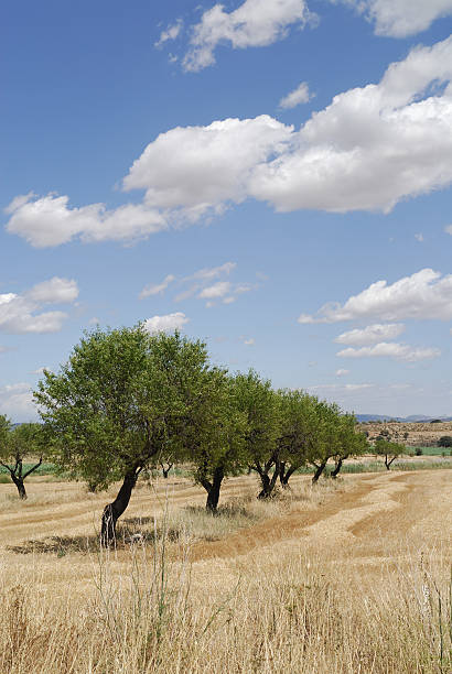 istock Landscape between Monzon and Balaguer (Aragon - Catalonia) at summer 97992834