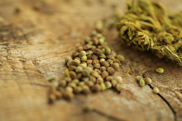 istock cannabis cbd product and seeds 979930560