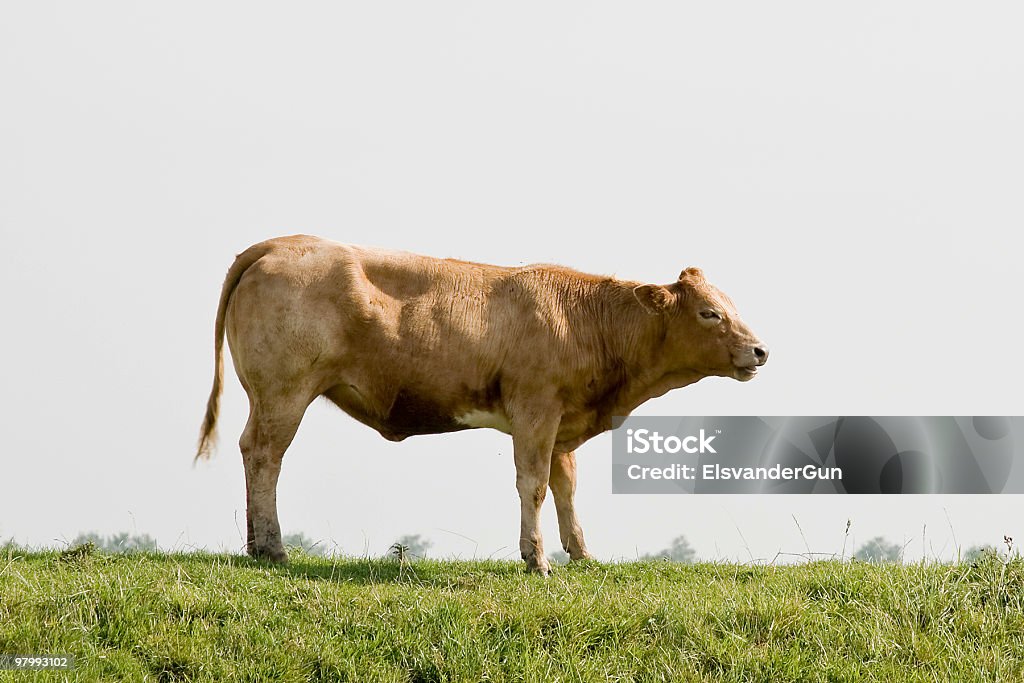 bull  Domestic Cattle Stock Photo