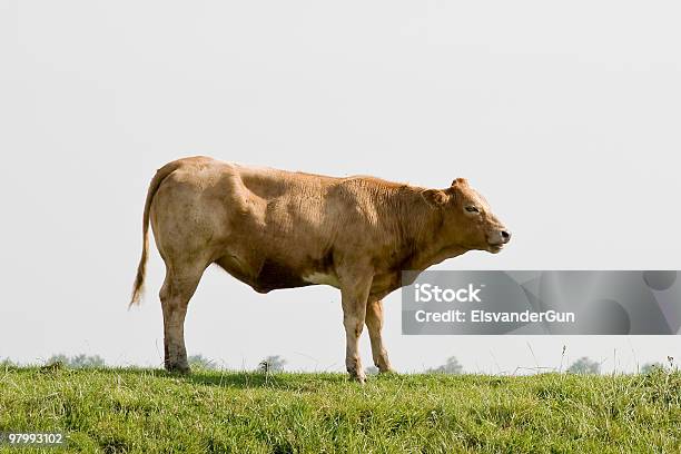 Bull Stock Photo - Download Image Now - Domestic Cattle, Profile View, Animal